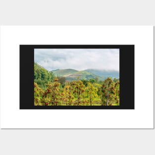 Apple harvest below Bad Berg, Kaiserstuhl, Germany Posters and Art